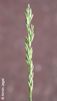 Poa_compressa_ja01.jpg