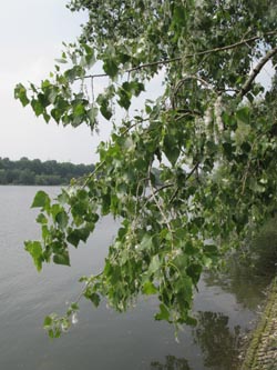 Populus_canadensis_BOUemmingersee210511_ja03.jpg