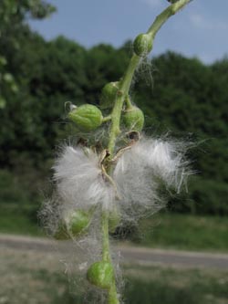 Populus_canadensis_BOUemmingersee210511_ja07.jpg