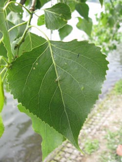 Populus_canadensis_BOUemmingersee210511_ja12.jpg