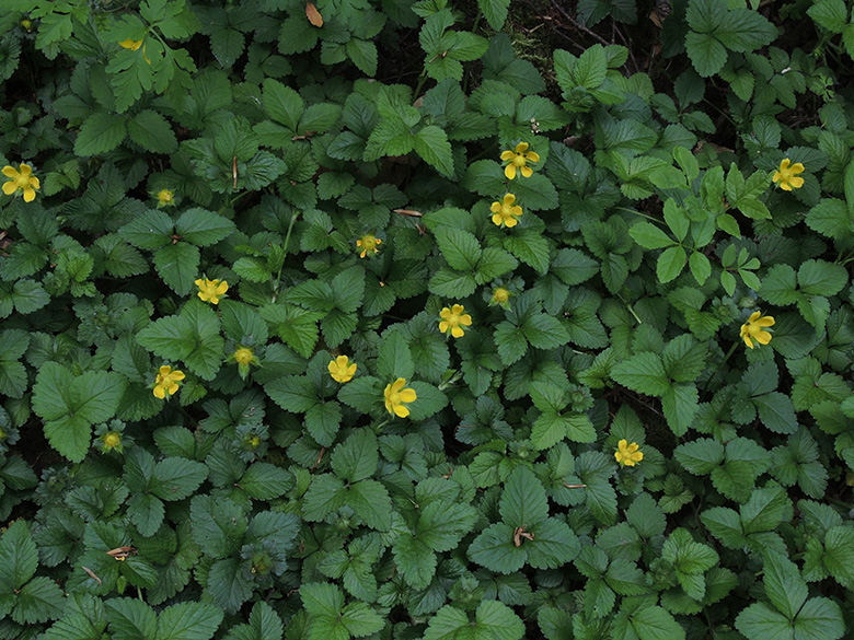 Potentilla_indica_BO-Langendreer_Sonnenleite_080520_ja02.jpg