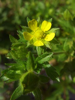 Potentilla_norvegica_Stadthafen_Essen_070811_TK76.jpg