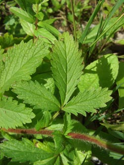 Potentilla_norvegica_Stadthafen_Essen_070811_TK78.jpg