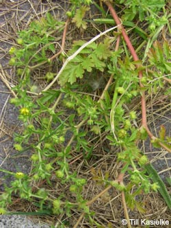Potentilla_supina_Bislicherinsel120610_TK03.jpg