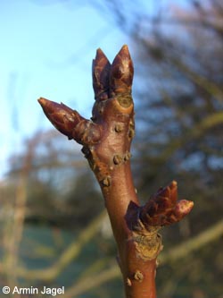 Prunus_Kanzan_BOStadtpark301208_ja03.jpg