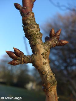 Prunus_Kanzan_BOStadtpark301208_ja04.jpg