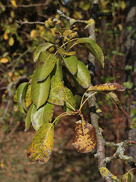 Prunus_domestica_061018_CB01.jpg