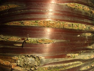 Prunus_serrula_BOStP110506_ja06.jpg
