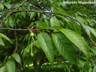 Prunus_serrula_BOStadtpark160510_ho02.jpg