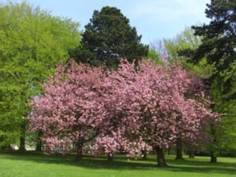 Prunus_serrulata_Kanzan_BOStP030506_ja01.jpg