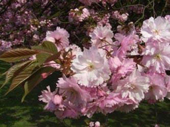 Prunus_serrulata_Kanzan_BOStP030506_ja02.jpg