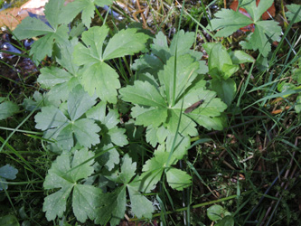 Ranunculus_aconitifolius_Tourbiere-de-Machais_Vogesen2016_210516_ja01.jpg