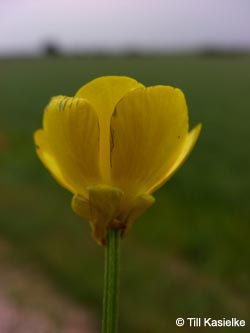 Ranunculus_bulbosus_Bislicherinsel120610_TK01.jpg