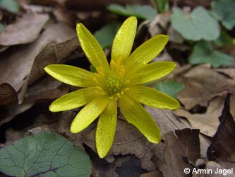 Ranunculus_ficaria_bergertal210407_17_ja.jpg