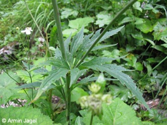 Ranunculus_platanifolius_Hoellental_Alpen2011_ja00.jpg