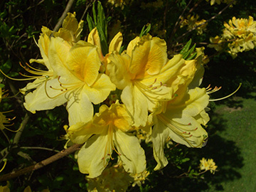 Rhododendron_luteum_BOWeitmar_ja01.jpg