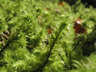 Rhytidiadelphus_triquetrus_MHRauen101010_ja04.jpg