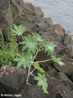 Ricinus_communis_KrefeldHafen100911_ja02.jpg