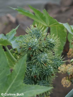 Ricinus_communis_KrefeldHafen100911_ja04.jpg