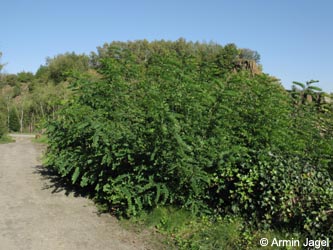 Robinia_pseudoacacia_MHRauen101010_ja01.jpg