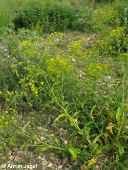 Rorippa_austriaca_BislicherInsel120610_ja02.jpg