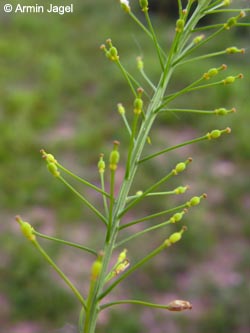 Rorippa_austriaca_BislicherInsel120610_ja03.jpg
