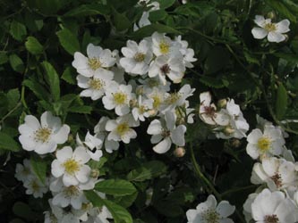 Rosa_multiflora_BOUemmingersee210511_ja02.jpg