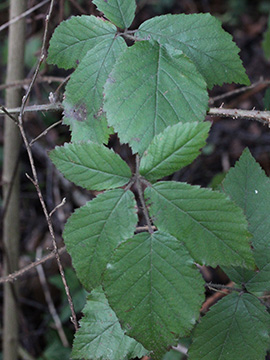 Rubus_bochumensis_Bochum_Unicenter_Kryptogamen_210118_CB02.jpg