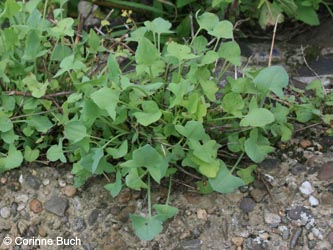 Rumex_scutatus_KrefeldHafen100911_CB01.jpg