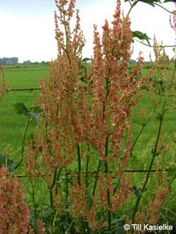 Rumex_thyrsiflorus_Bislicherinsel120610_TK01.jpg