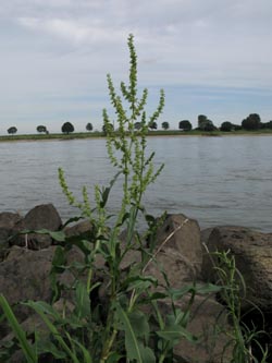 Rumex_triangulivalvis_KrefeldHafen100911_ja03.jpg