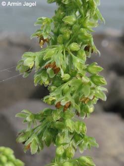 Rumex_triangulivalvis_KrefeldHafen100911_ja06.jpg