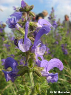 Salvia_pratensis_Bislicherinsel120610_TK02.jpg