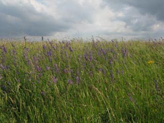 Salvia_pratensis_Salbeiwiese_BislicherInsel120610_ja01.jpg