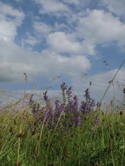 Salvia_pratensis_Salbeiwiese_BislicherInsel120610_ja04.jpg