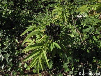 Sambucus_ebulus_MHRauen101010_ja01.jpg