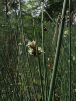 Schoenoplectus_tabernaemontani_Typha_angustifolia_BOUemmingersee210511_ja03.jpg