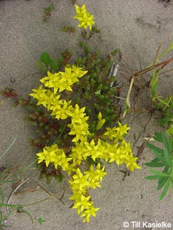 Sedum_acre_Bislicherinsel120610_TK03.jpg