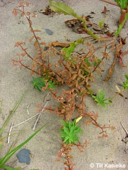 Sedum_album_Bislicherinsel120610_TK01.jpg