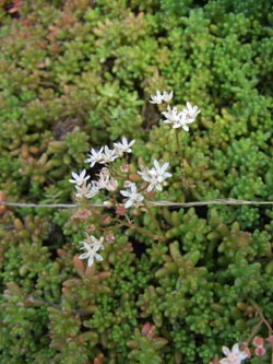 Sedum_album_Stadthafen_Essen_070811_TK79.jpg