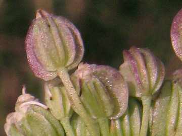Selinum_carvifolium_Ascheberg060810_ja04.jpg
