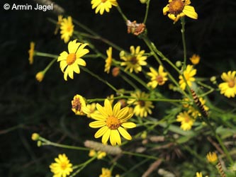 Senecio_erraticus_Jakobskrautbaer_DO_Siesack_190714_ja03.jpg