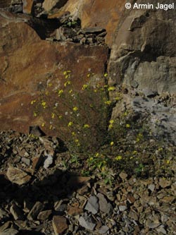 Senecio_inaequidens_MHRauen101010_ja01.jpg