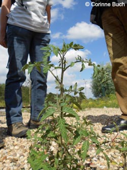 Solanum_lycopersicon_EStadthafen_070811_CB66.jpg