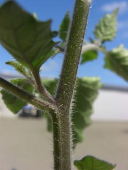 Solanum_schultesii_Stadthafen_Essen_070811_TK53.jpg