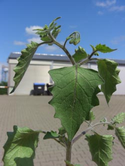 Solanum_schultesii_Stadthafen_Essen_070811_TK54.jpg