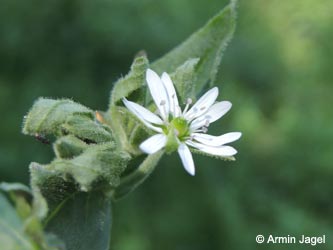 Stellaria_aquatica_DO_Siesack_190714_ja01.jpg