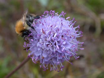 Succisa_pratensis_Bombus_pascuorum_Guetersloh_130704_ja01.jpg