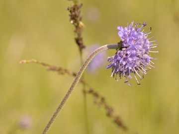 Succisa_pratensis_Hasselbachtal_GBohn01.jpg