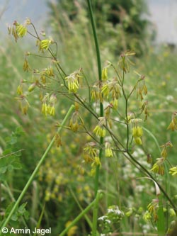 Thalictrum_minus_BislicherInsel120610_ja01.jpg